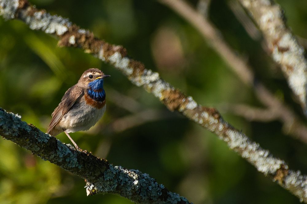Photograph by Михаил Гулика