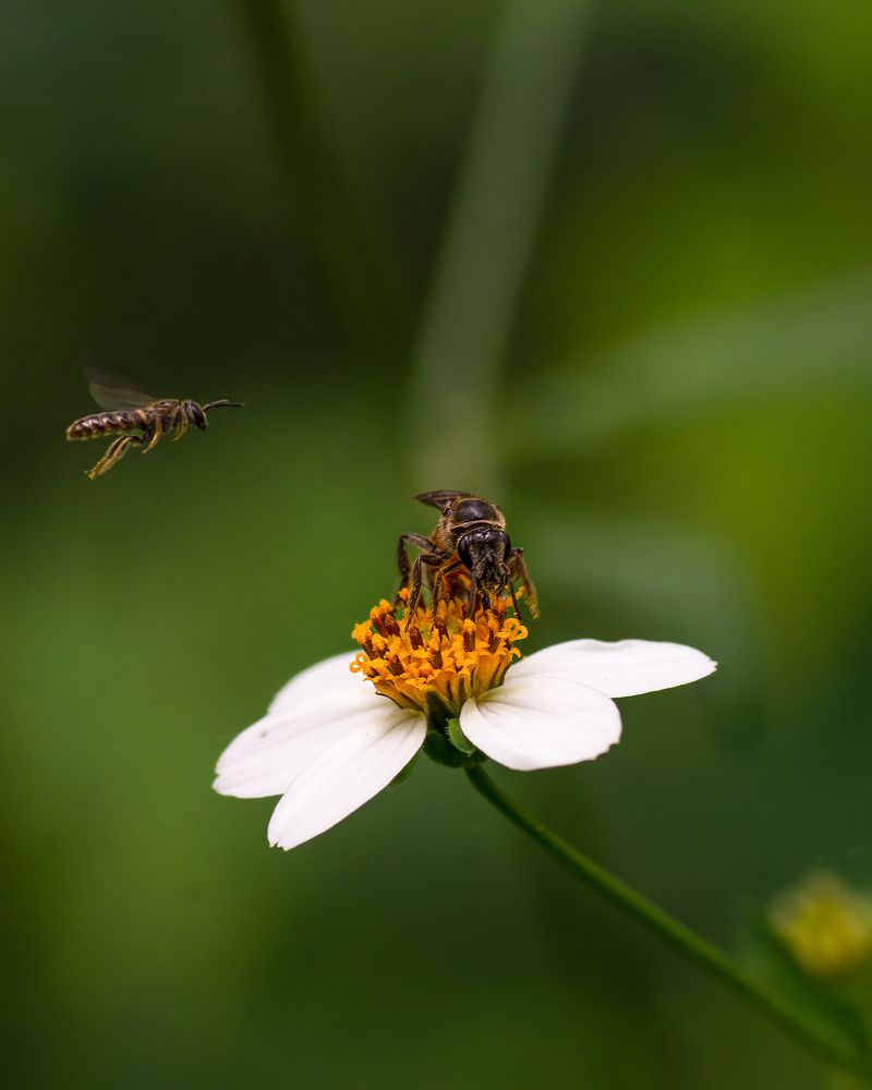 Photograph by Karthikeyan P