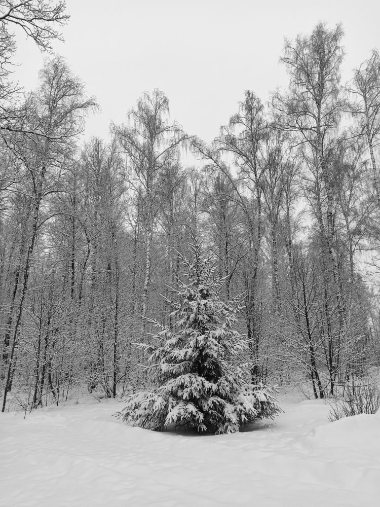 Photograph by Вера Родионова