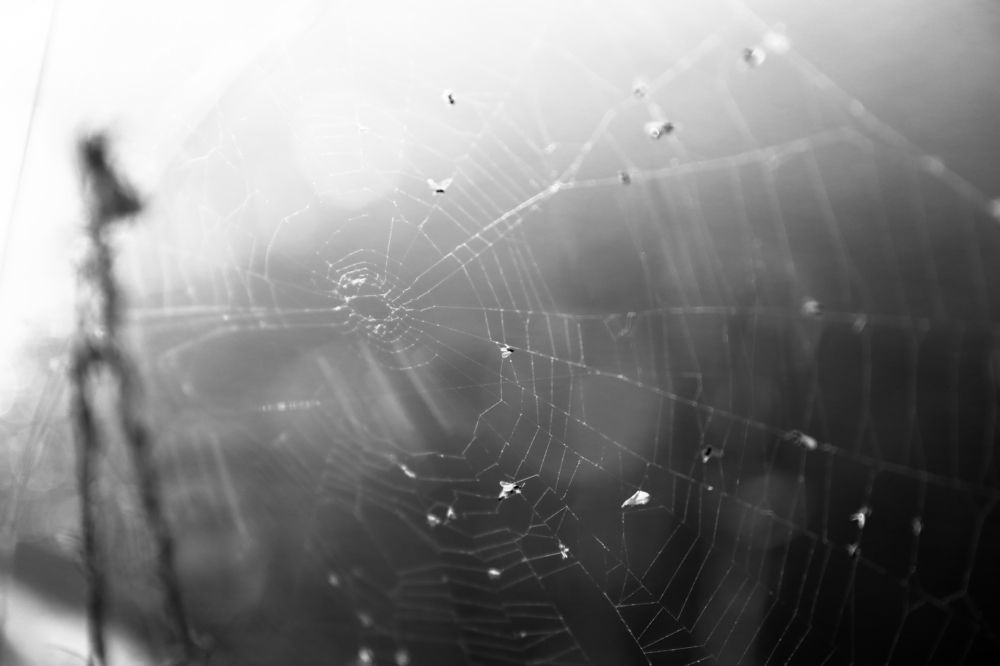 Photograph by Яновский Александр