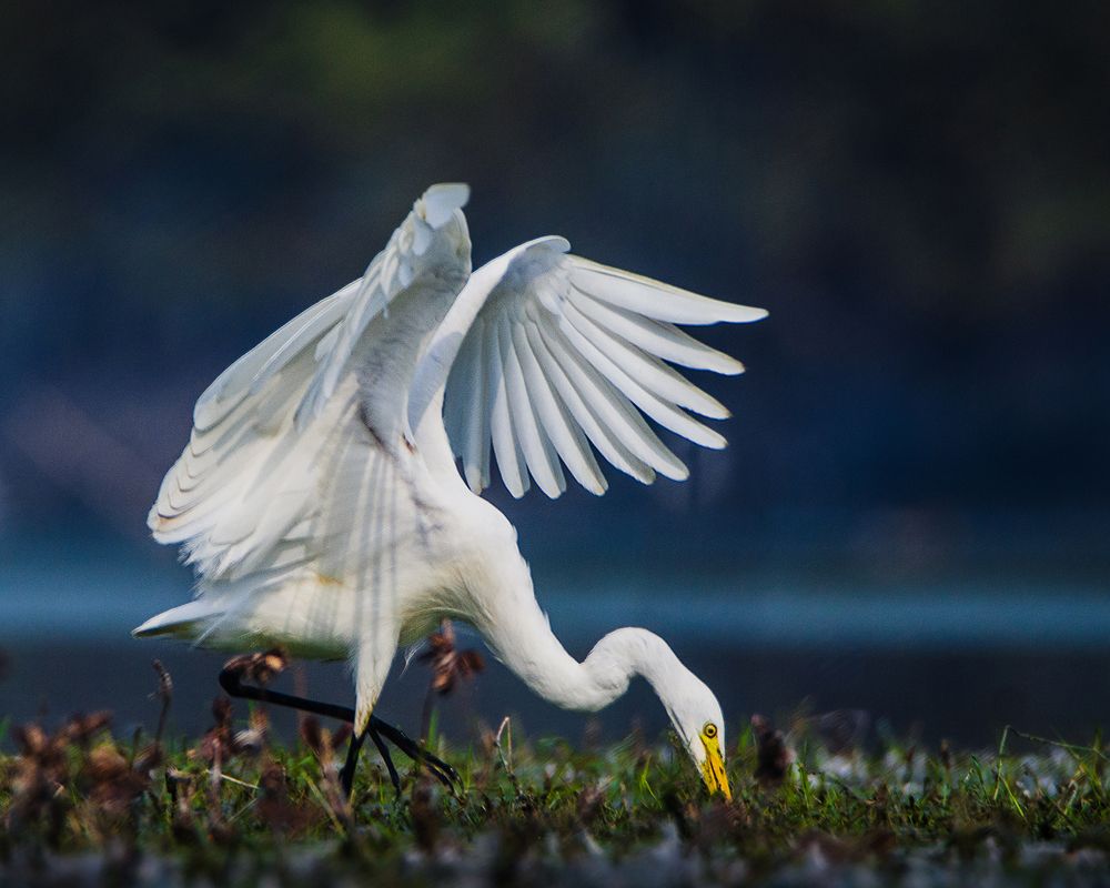 Photograph by Vatsal Parikh