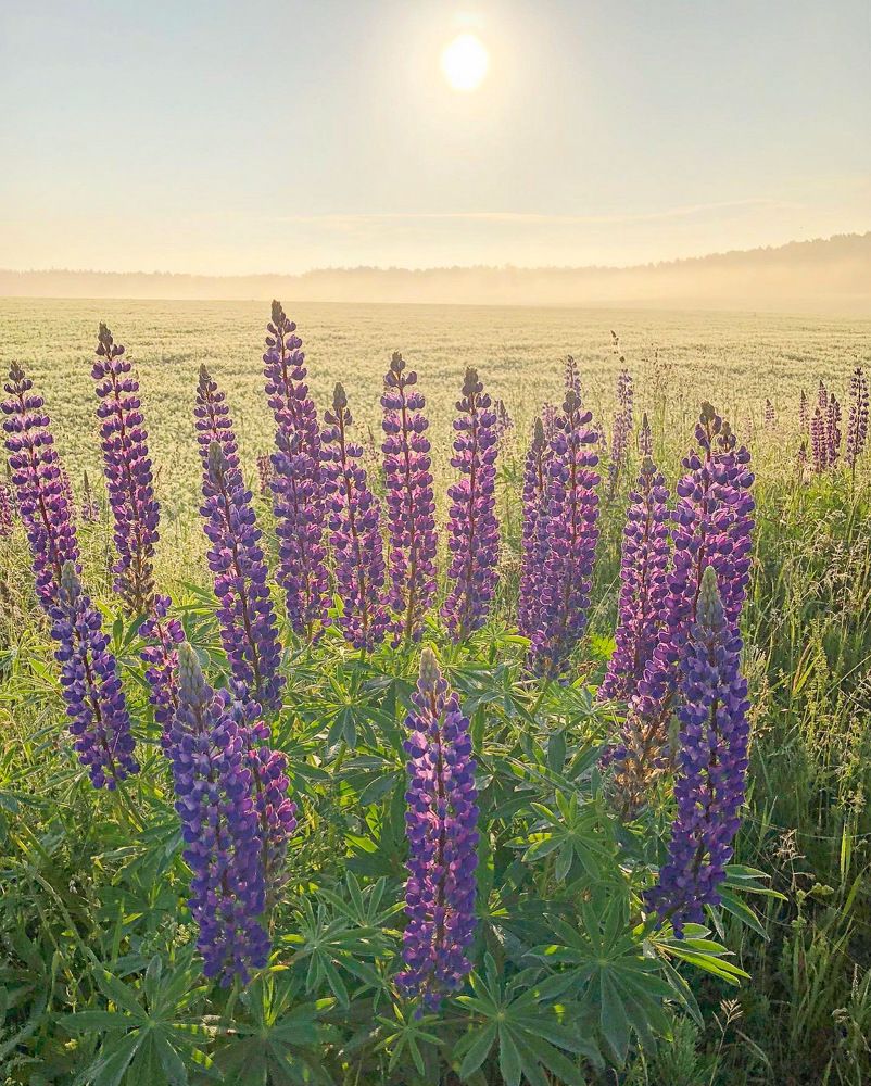 Photograph by Лариса