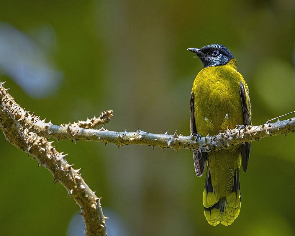 Photograph by Pinak Paul