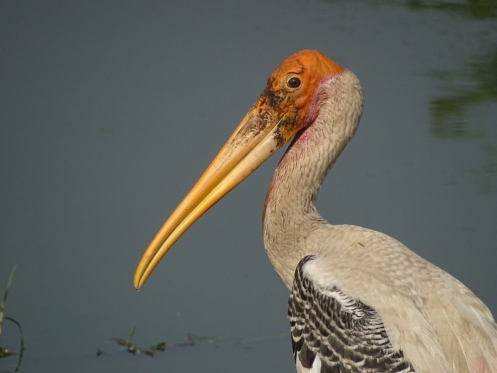 Photograph by Dhaivat Sarvaiya