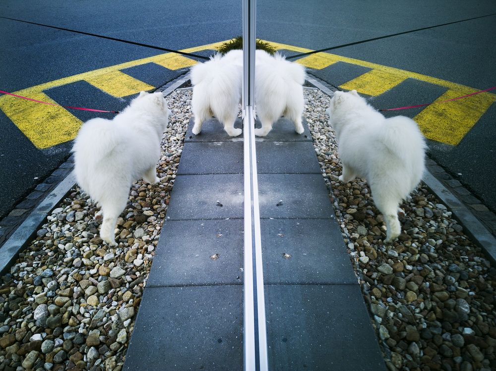 Photograph by Zdeněk Dvořák