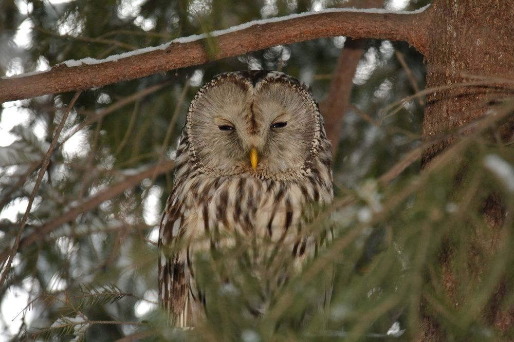 Photograph by Алексей Фомичев