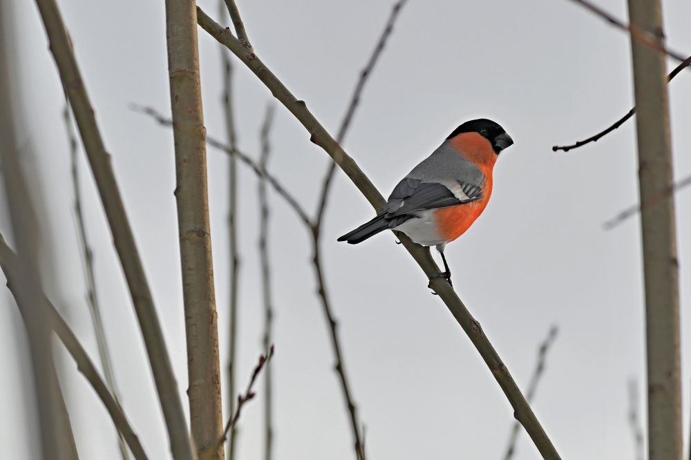 Photograph by Алексей Гордеев
