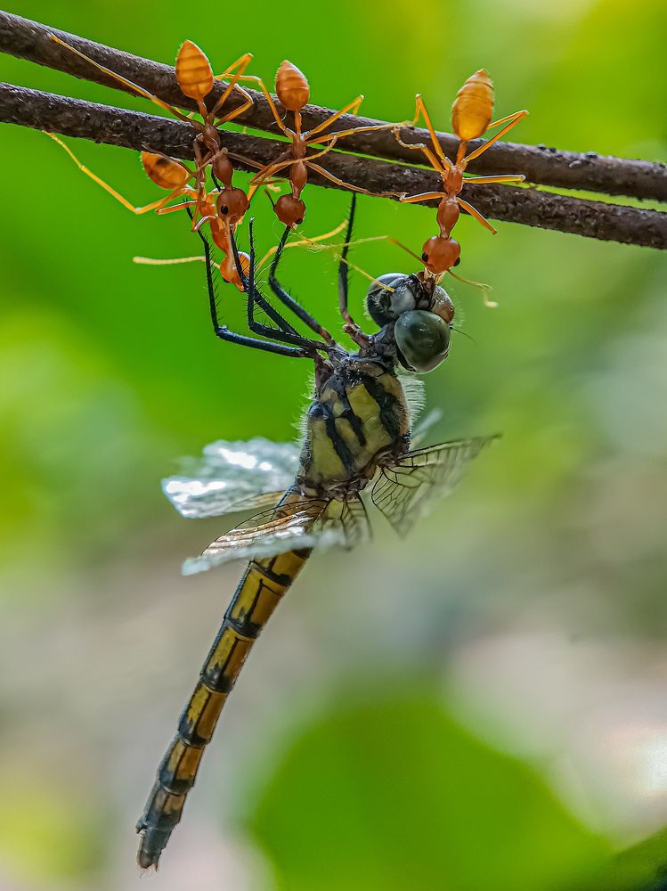 Photograph by Rahul Dey