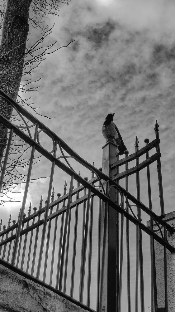 Photograph by Алина Рачковская