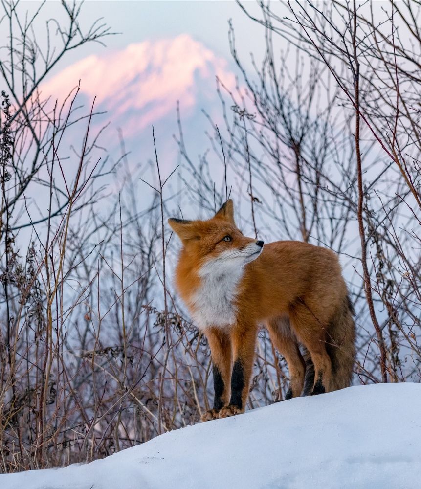 Камчатская рыжуха