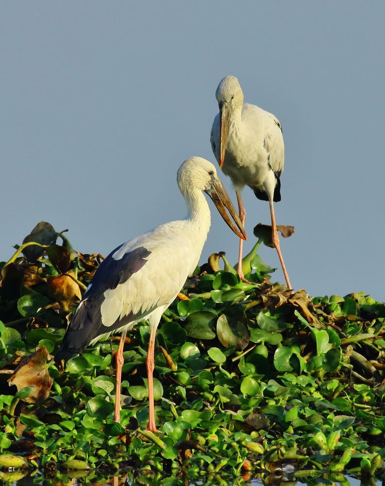 Face off - Open Billed Storks