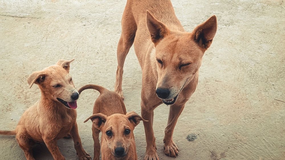 Photograph by Vijayakumar