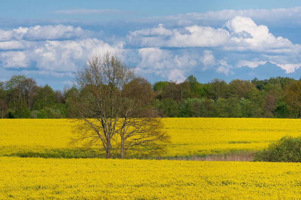 Photograph by Сипаева Катерина