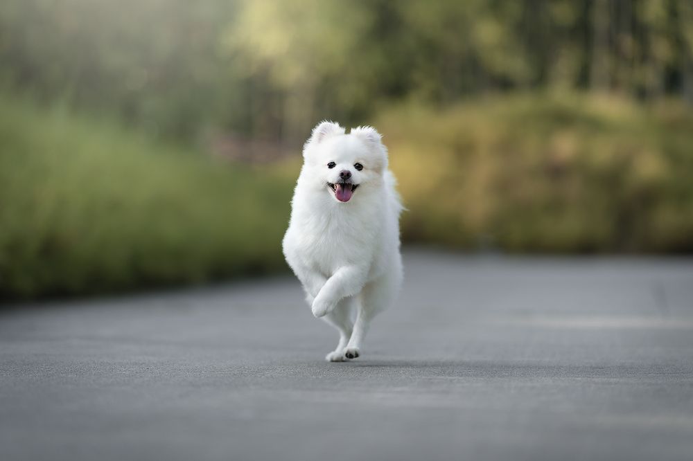 Фотография автора Bernard Sim