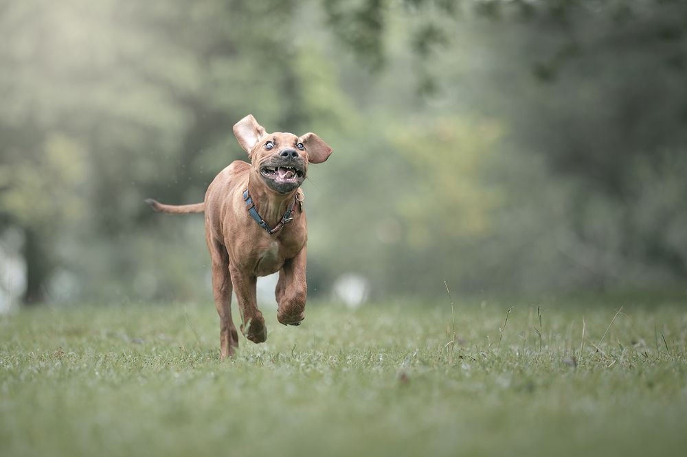 Фотография автора Bernard Sim