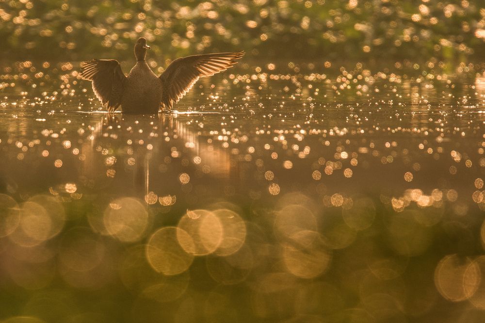 Northern pintail flapping it's wings