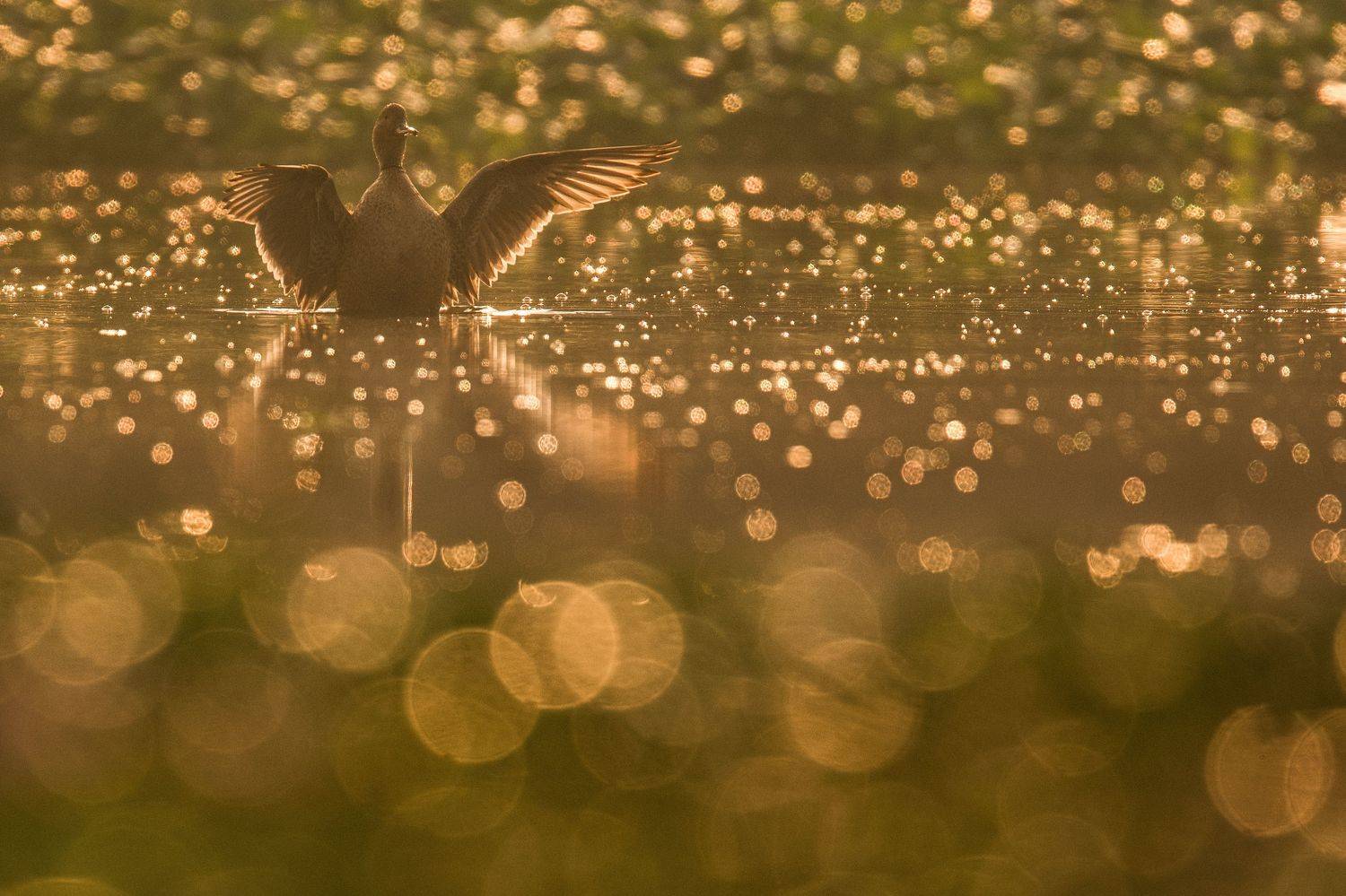 Northern pintail flapping it's wings