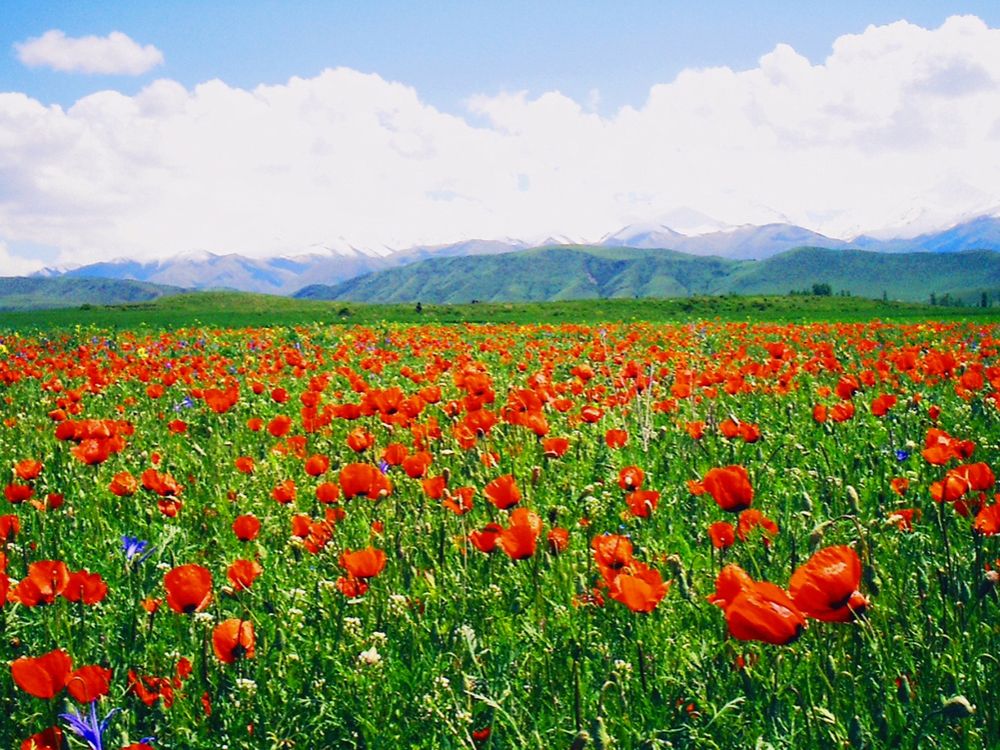 Алые маки Таласа