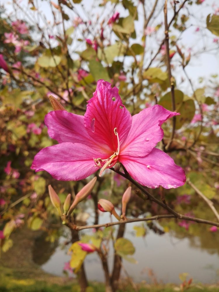 Photograph by DEEPSHIKHA KEOT