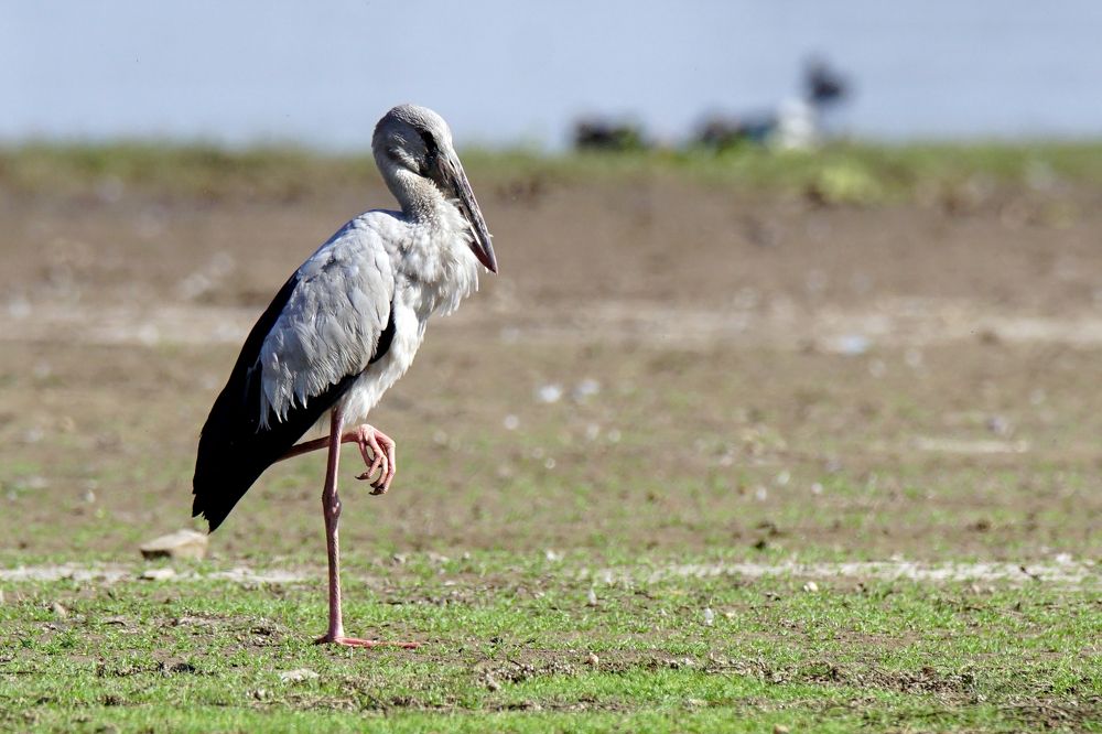 Photograph by Rasik Chavda