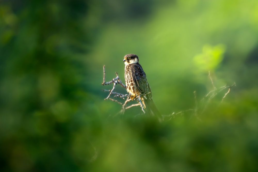Photograph by parth kansara
