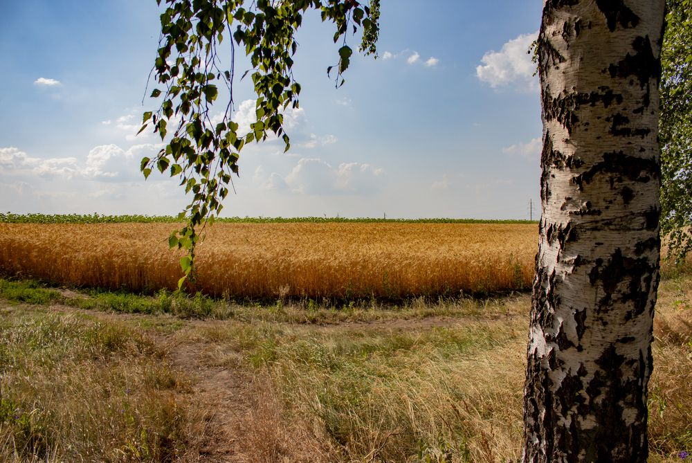 В ОЖИДАНИИ КОСЬБЫ