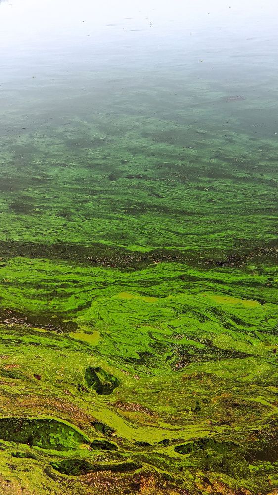 Art in nature's randomness