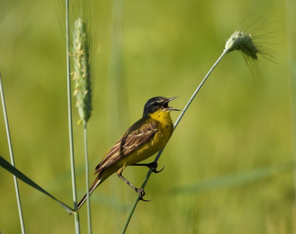 Жёлтая трясогузка. Western yellow wagtail