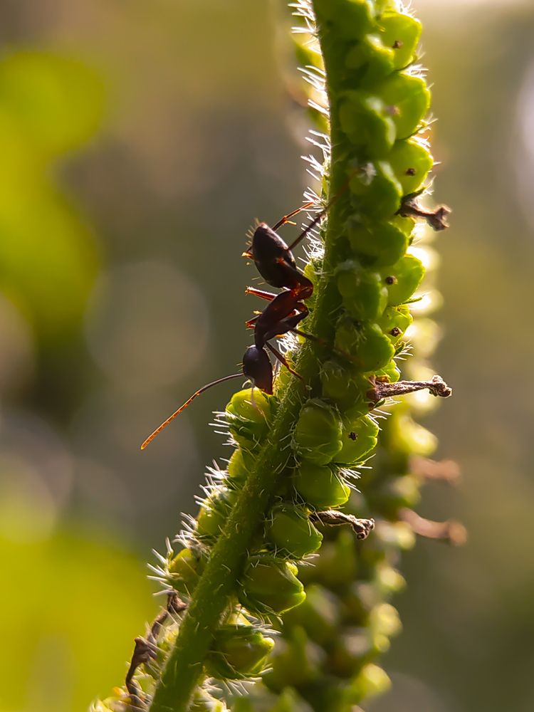 Moving in search of food