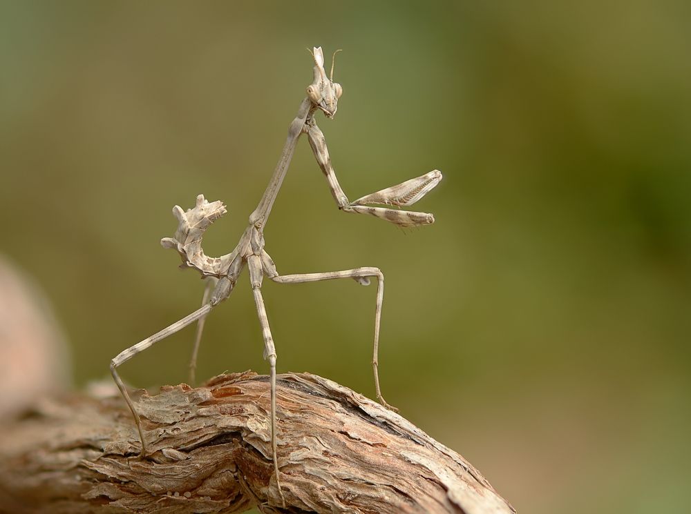 Photograph by Михаил Колтухов