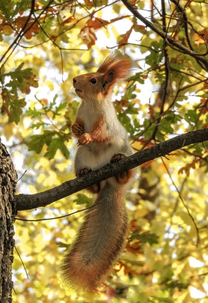 Белка на ветке