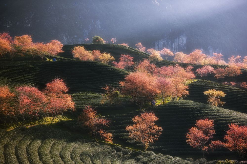 Photograph by Trieu Hung