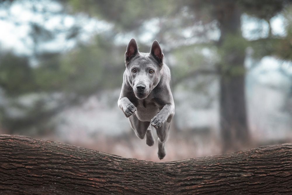 Фотография автора Анна Вильховая