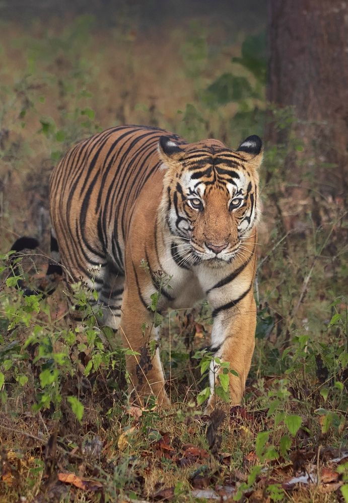 Photograph by Hirish Gowda BR