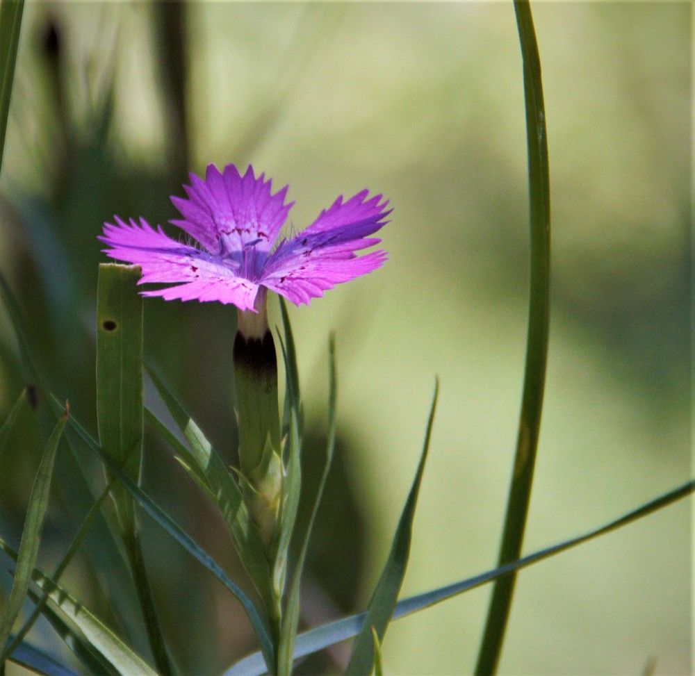 Photograph by Завальнюк Антонина