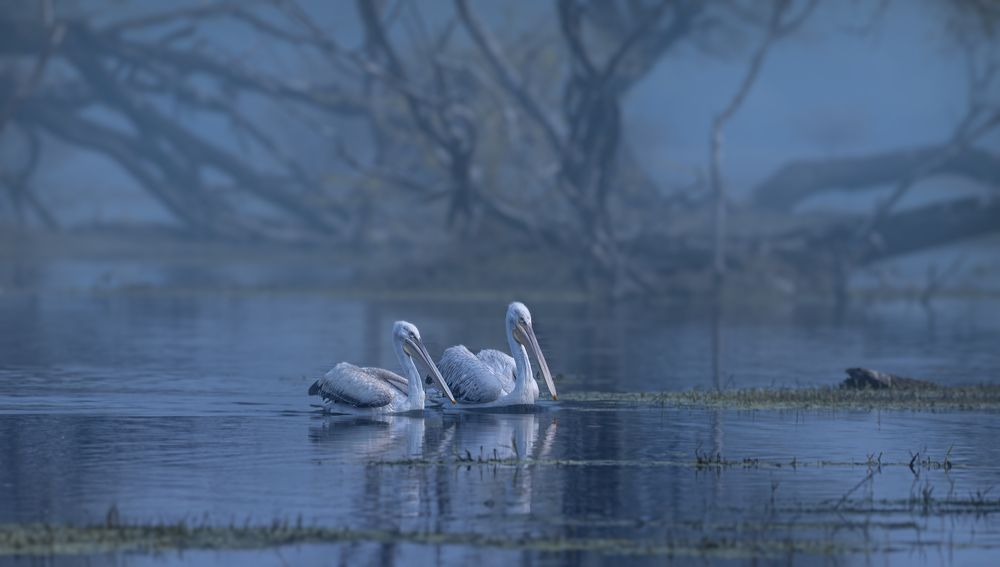 Photograph by Smita Behera