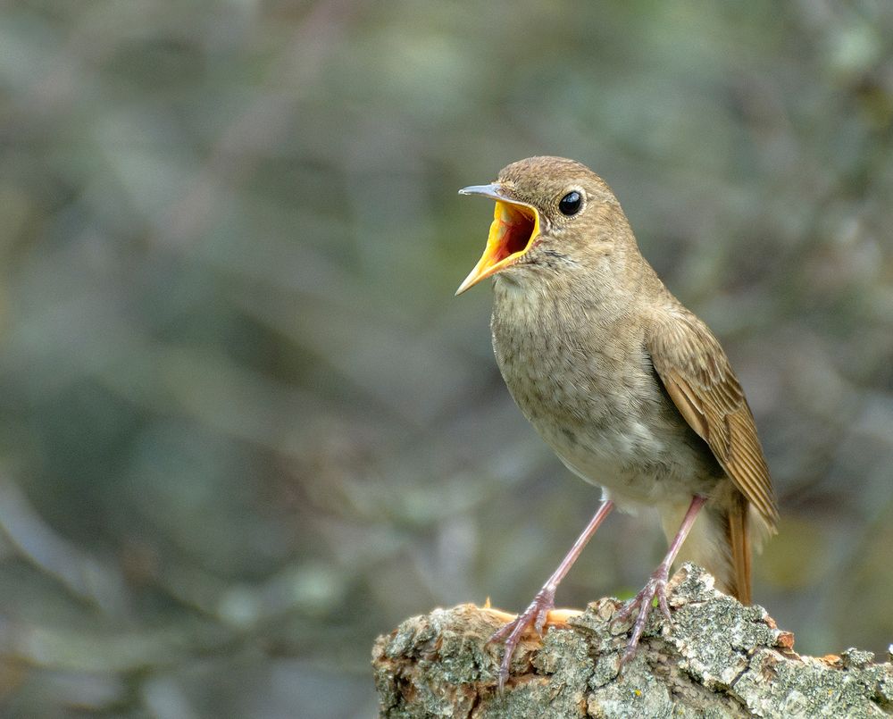 Соловьиная песня.