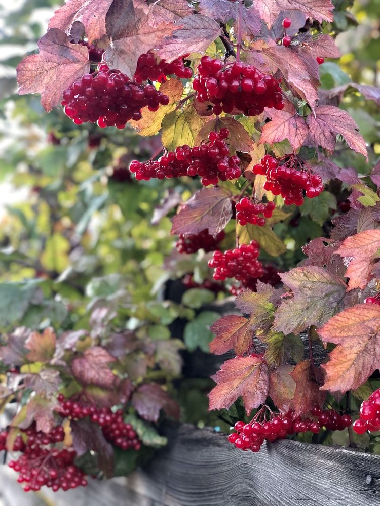 Прощальные краски осени