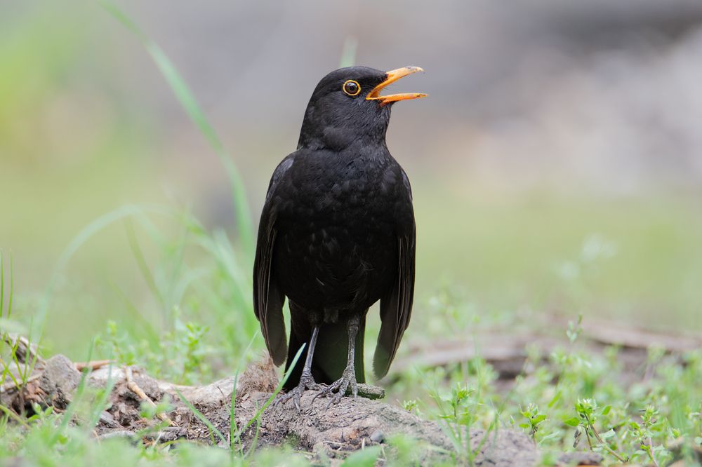 Сейчас спою!