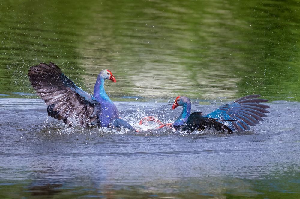 Photograph by DEVARAJASETTY S KIKKERI