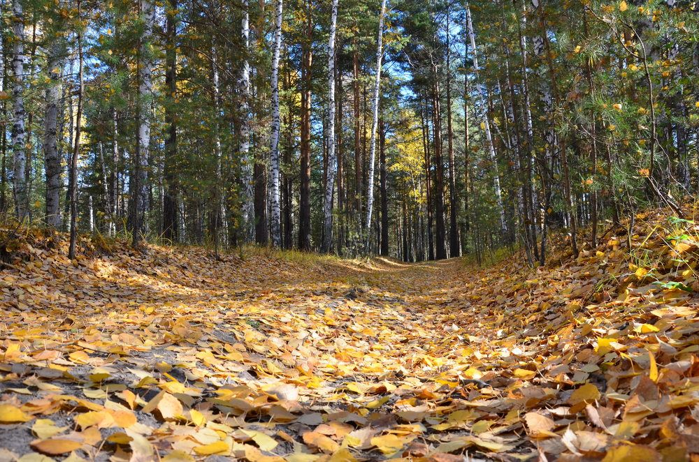 Осенний лес. Тюменская область.