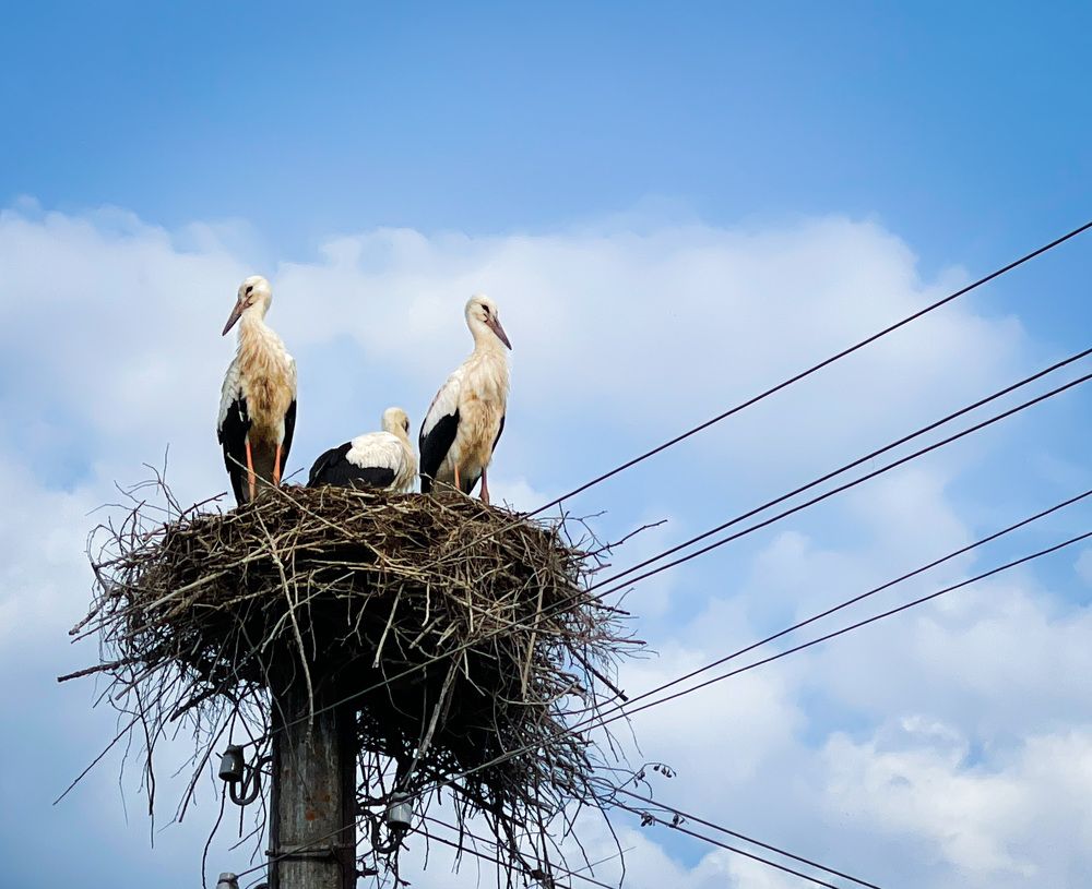 Фотография автора Алиса Чурчудесная