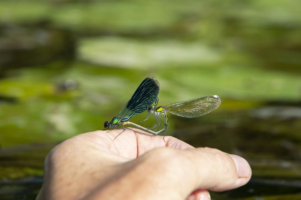 Две стрекозы