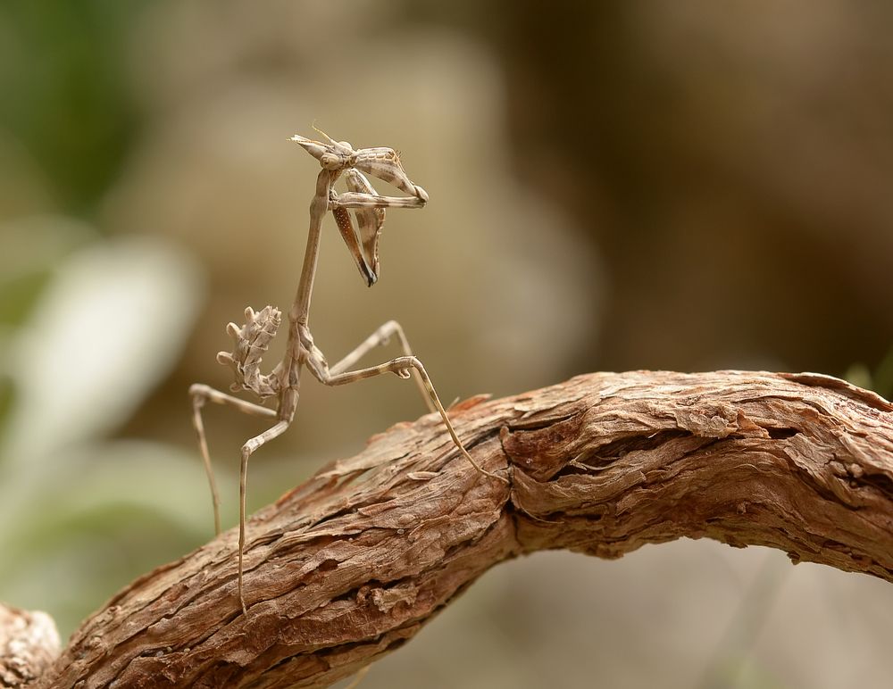 Photograph by Михаил Колтухов