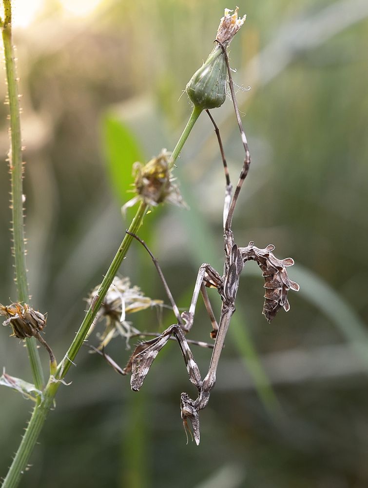 Photograph by Михаил Колтухов