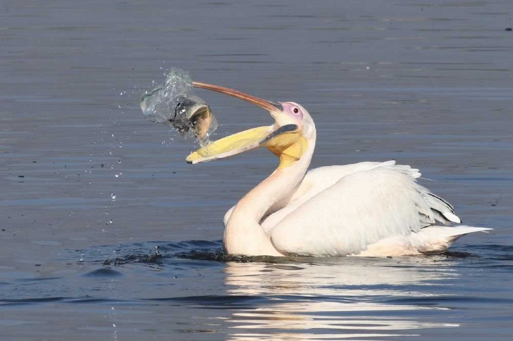 Plastic, fish and pelican