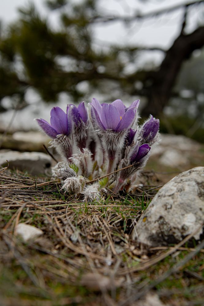 Фотография автора Галина Башканкова