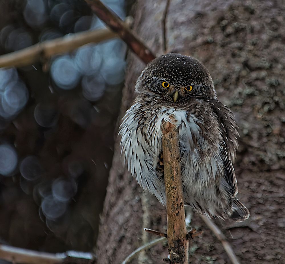 Photograph by Алексей Долженко
