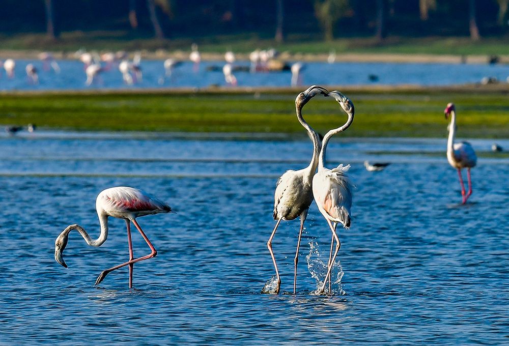 Photograph by PRADEEP SOMAN