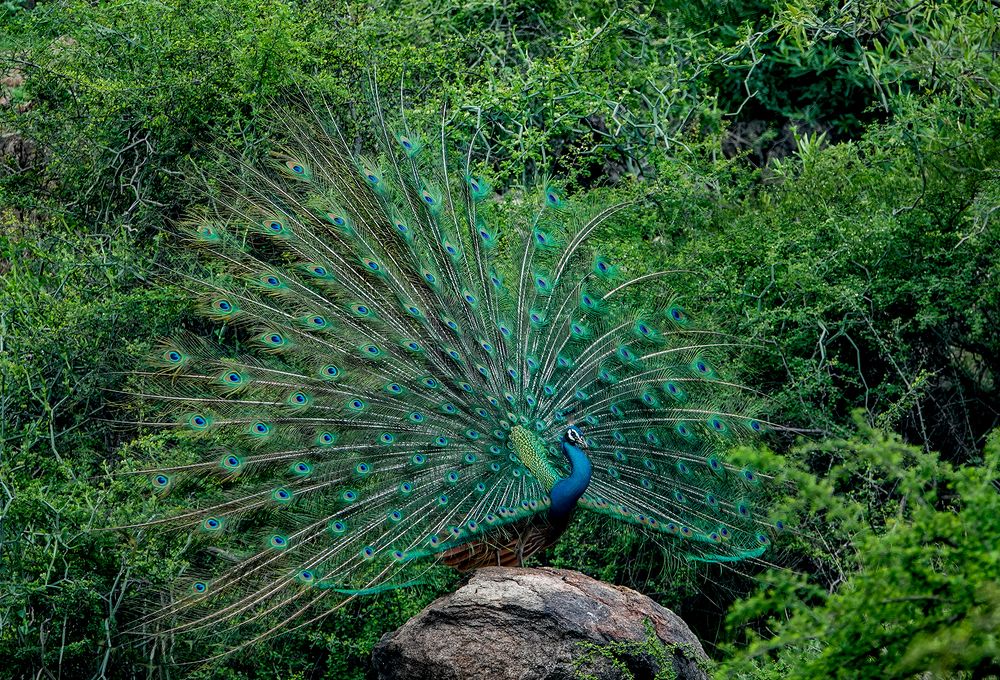 Photograph by PRADEEP SOMAN